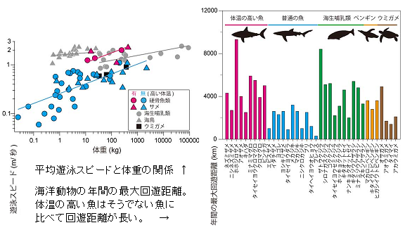 マグロやサメは体温の高い 恒温動物 普通の魚の2 7倍速く泳ぐことが判明 サイエンスジャーナル