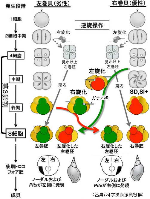 巻き貝の不思議を発見 右巻き 左巻きはいつ決まるか サイエンスジャーナル