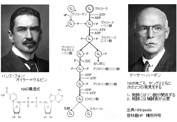 Euler-chelpin Arthur Harden