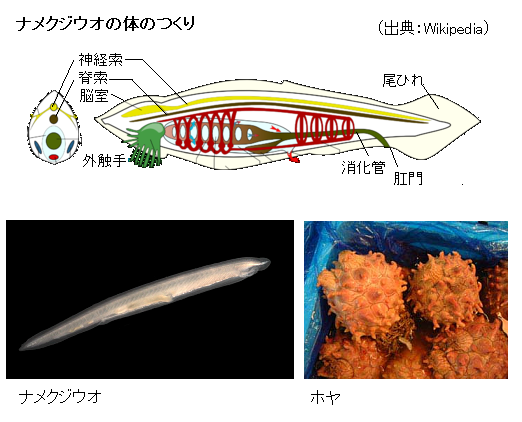 セキツイ動物の祖先に決着 ホヤ ではなく ナメクジウオ サイエンスジャーナル