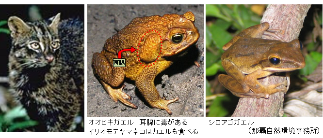 Ohikigaeru