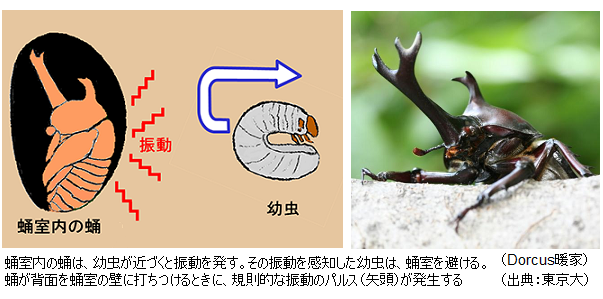 Rhinoceros beetle