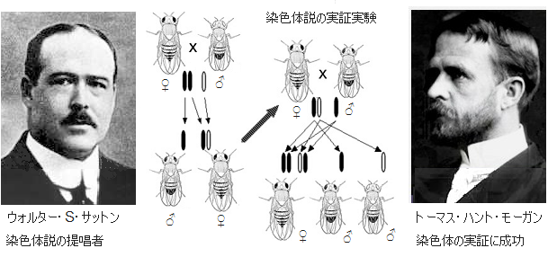 サットン-ボヴェリの染色体説