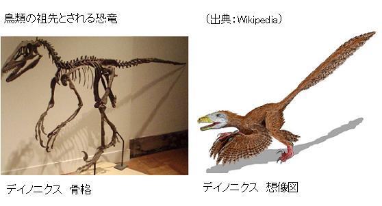鳥の先祖は恐竜だった 羽毛の生えた恐竜 デイノニクス サイエンスジャーナル 鳥の先祖は恐竜だった 羽毛の生えた恐竜 デイノニクス サイエンスジャーナル