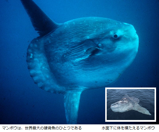 世界最大の魚類は 海の人気者だが不思議な骨格 お腹スカスカ 尾びれなし 簡単にいうと 進化したフグ サイエンスジャーナル