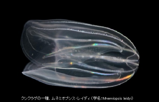 腔腸動物