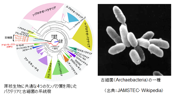 Archaebacteria