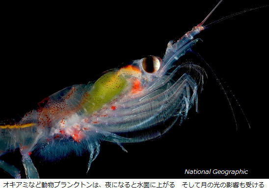 体内時計は太陽だけではなかった 月のリズムを体に宿す奇妙な海洋生物たち サイエンスジャーナル