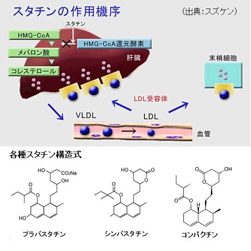 悪玉コレステロールをやっつけろ スタチン の働くしくみ サイエンスジャーナル