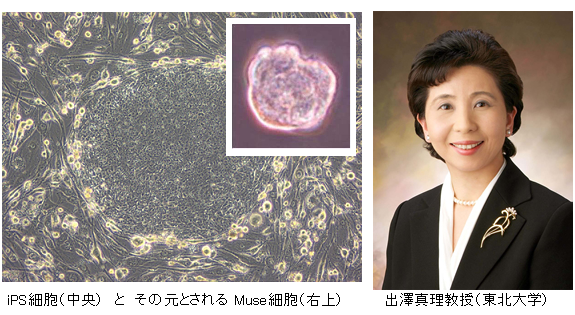 Muse_cell