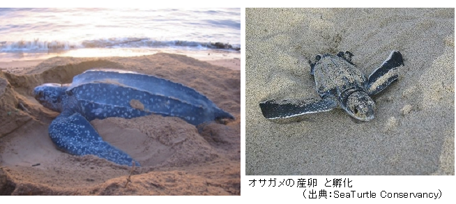 Leatherback-adult