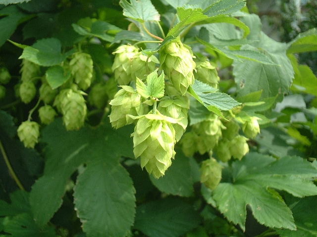 そろそろ花粉症の季節 花粉症にホップの成分が効く わいわい 情報局