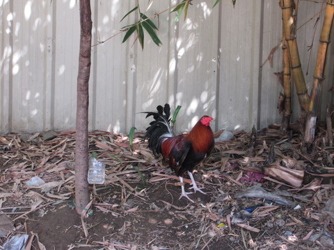 20211212rooster