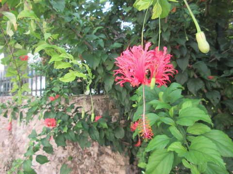 20220603flower2
