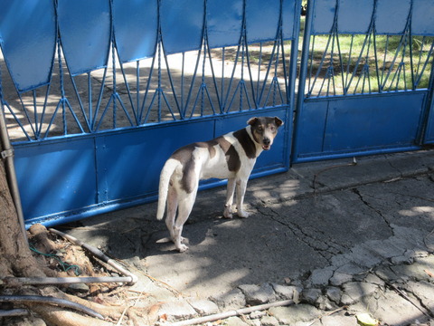 20211212dog