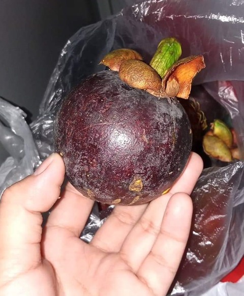 20220614mangosteen.jpg