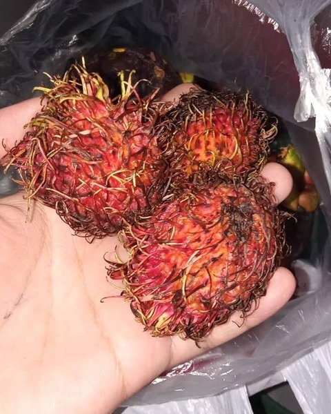 20220614rambutan.jpg