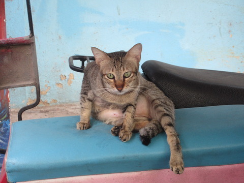 20220603cat