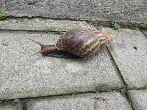 20220608snail