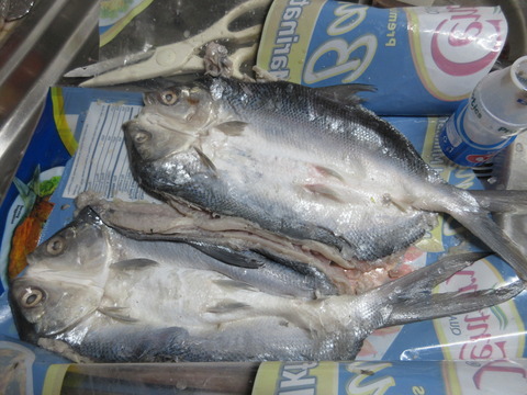 20211029milkfish