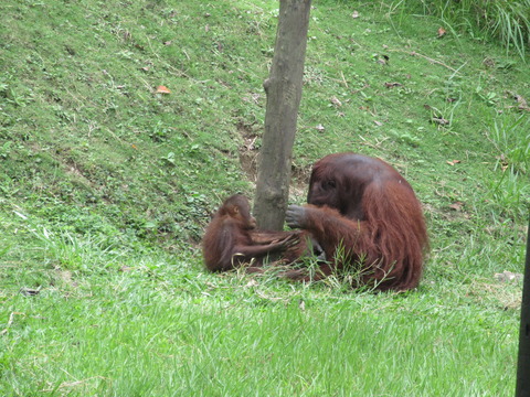 20220608orangutans