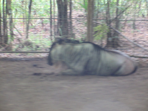 20220608savannah2