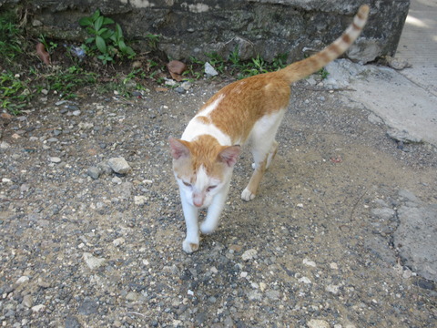 20211212cat