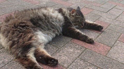 猫201908302