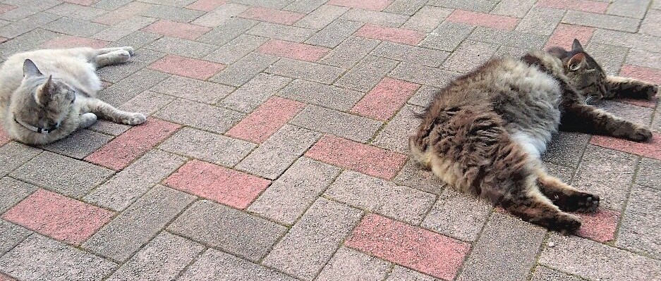 参加館紹介】長崎外国語大学マルチメディアライブラリー : Library