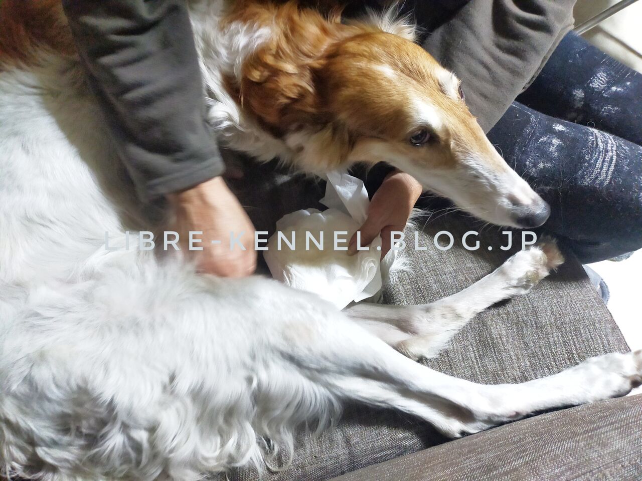 大事なマッサージ リーブル犬舎