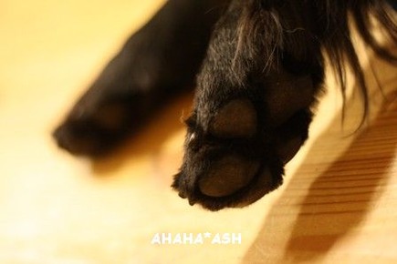 IMG_8321aa