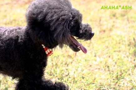 IMG_8126aa