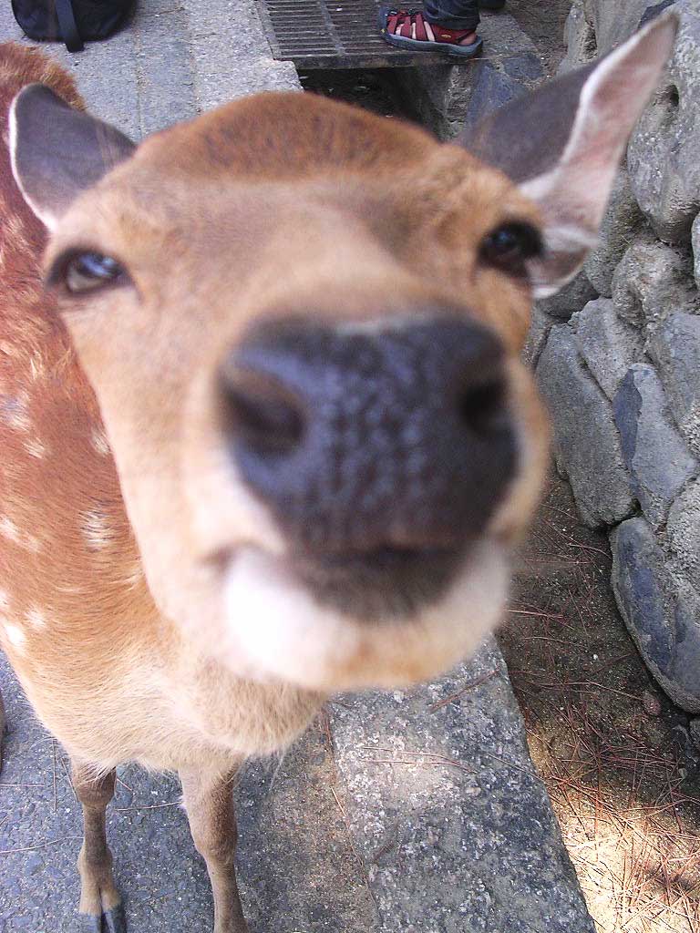 鹿に似ていると言われる Mon Journal Intime