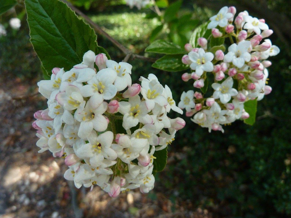 沈丁花 ジンチョウゲ 違うの リヒト 緑 Midori Licht