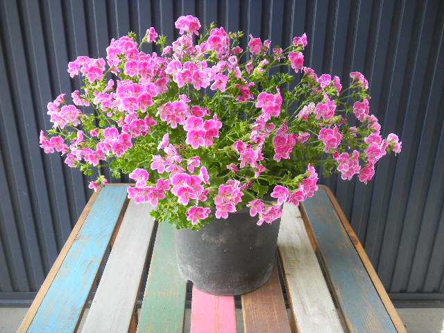 ペラルゴニウム エンジェルアイズ ビオラ Liddell Coffee House リデルコーヒーハウス