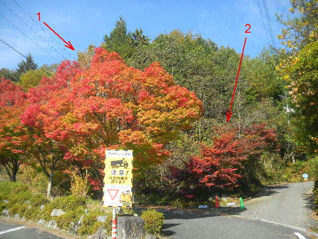 DSCN6905