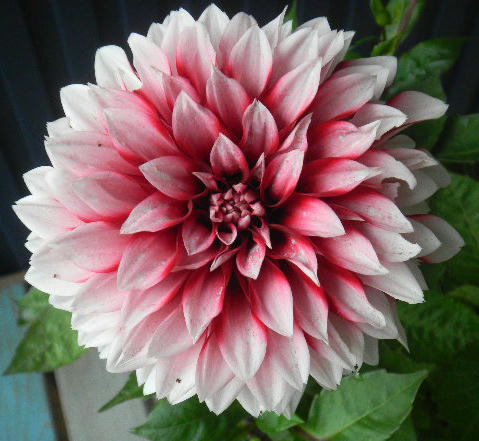 DSCN6256