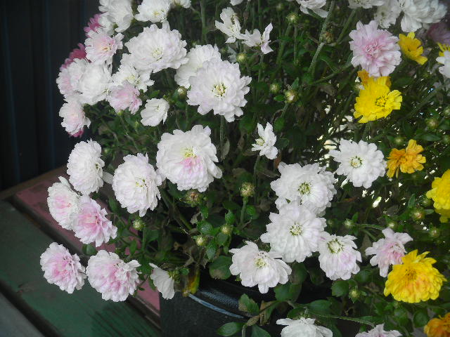 DSCN6879