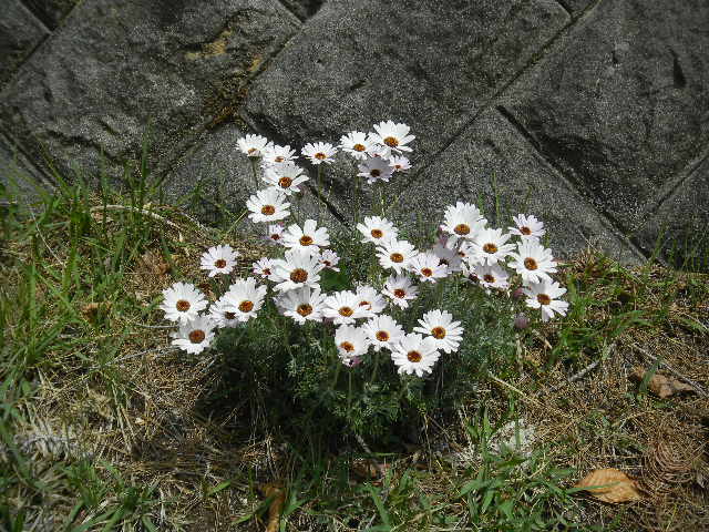 DSCN1104
