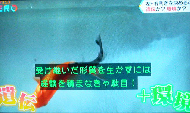DSCN8094
