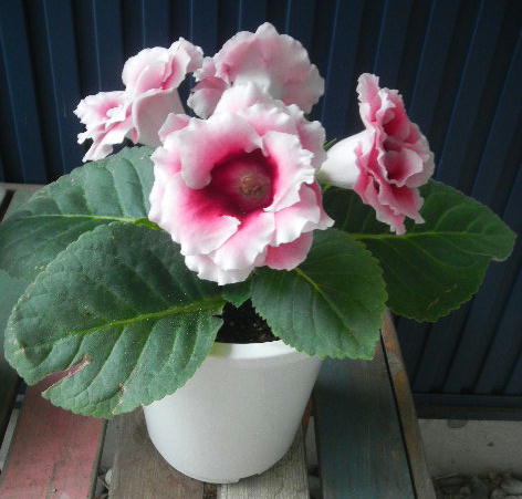 DSCN8949