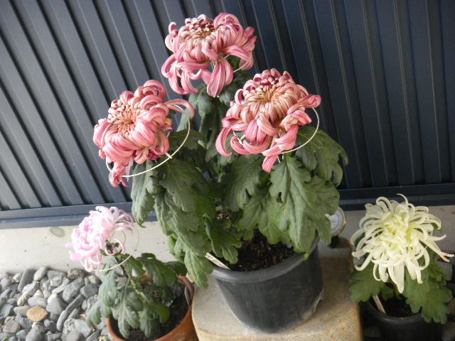 イメージ 1