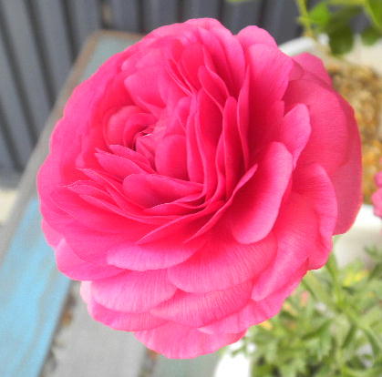 DSCN9994