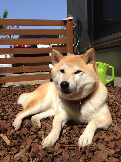 ペットとお庭　バークチップ