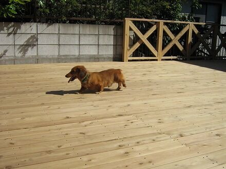 リーベのスタッフブログ 犬とウッドデッキ