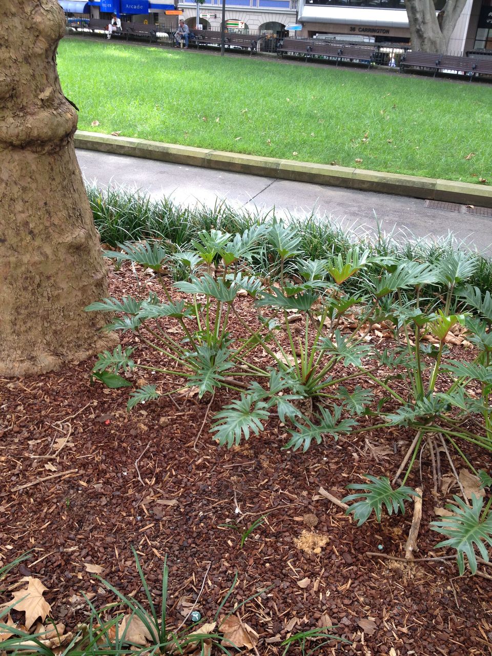 サイプレスウッドチップ リーベのスタッフブログ