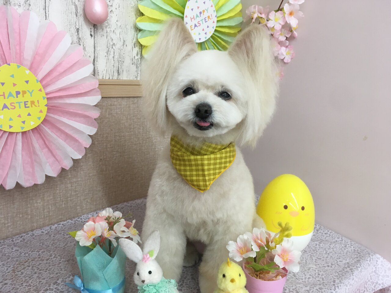 チャコちゃん サラサちゃん ラミーちゃん Mix Pet Salon Lien チャコちゃん サラサちゃん ラミーちゃん Mix Pet Salon Lien