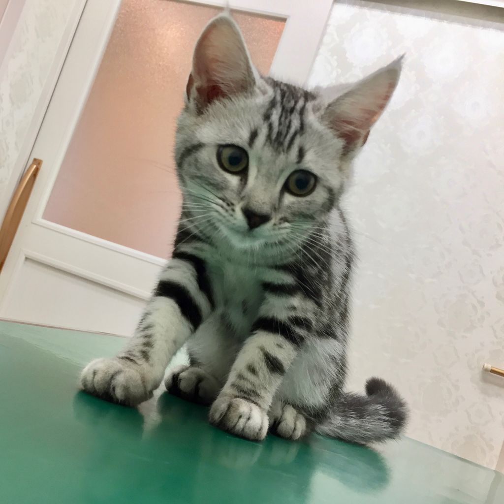 アメリカンショートヘアの ななこちゃん リアン動物病院からのお知らせ