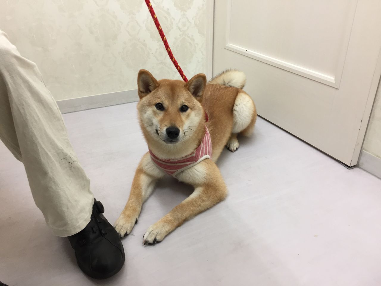 柴犬の ももちゃん リアン動物病院からのお知らせ 柴犬の ももちゃん リアン動物病院からのお知らせ