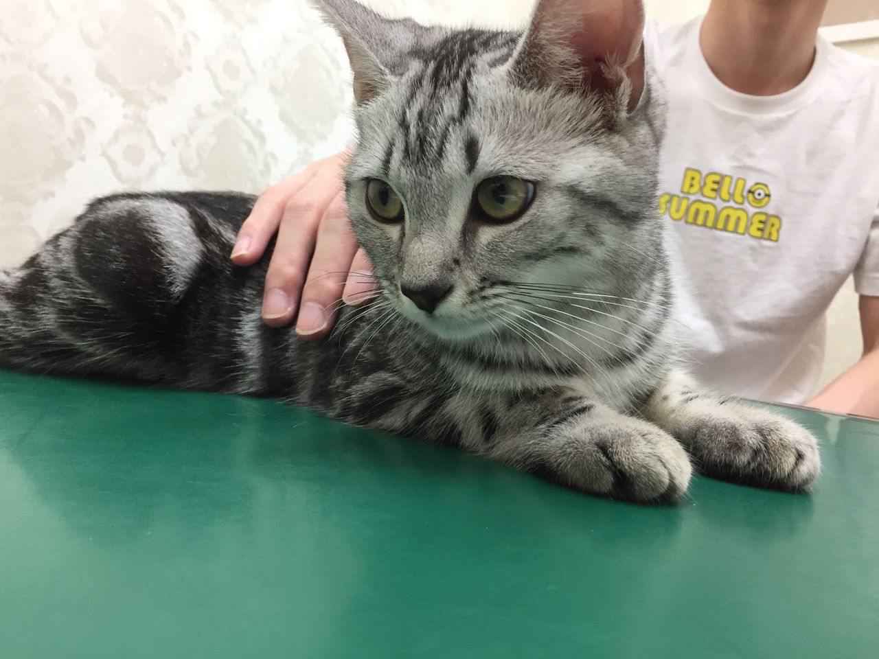 アメリカンショートヘアの ななこちゃん リアン動物病院からのお知らせ